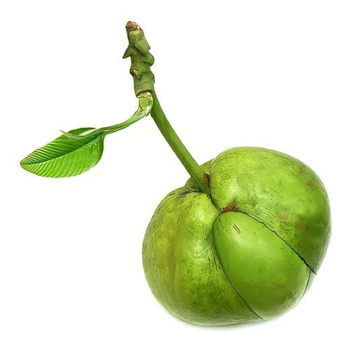 Chalta17.jpg