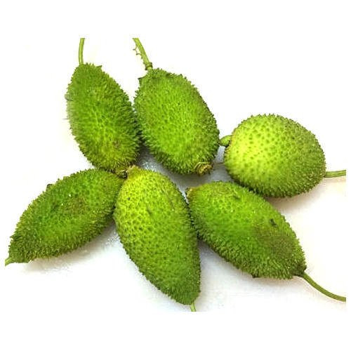 Kakrol-(Sweet-Bitter-Gourd)98.jpg