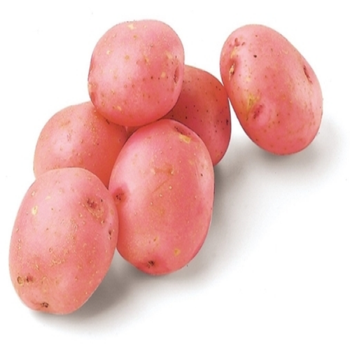 Potato-Red-(Cardinal)55.png