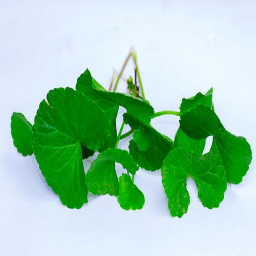 Thankuni-Pata-(Pennywort-Leaves)48.jpg