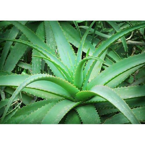 aloevera30.jpg
